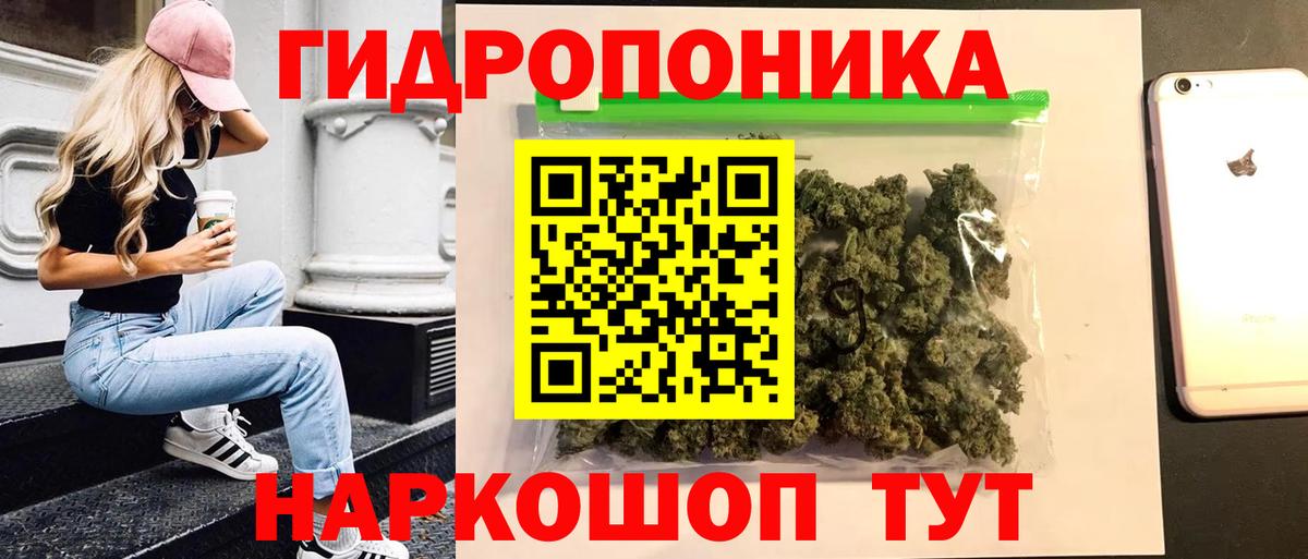 Конопля планчик Губкинский